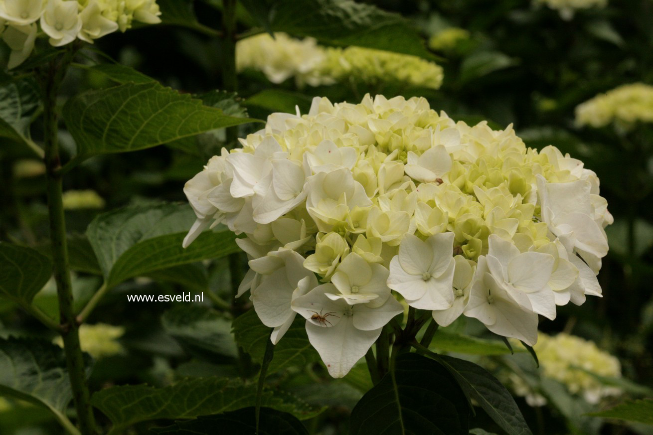 Hydrangea macrophylla 'Soeur Therese'