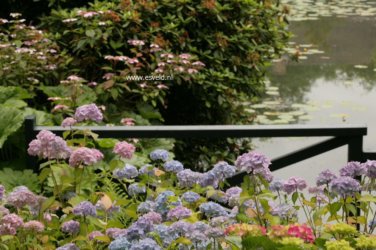 Hydrangea macrophylla 'Bouquet Rose'