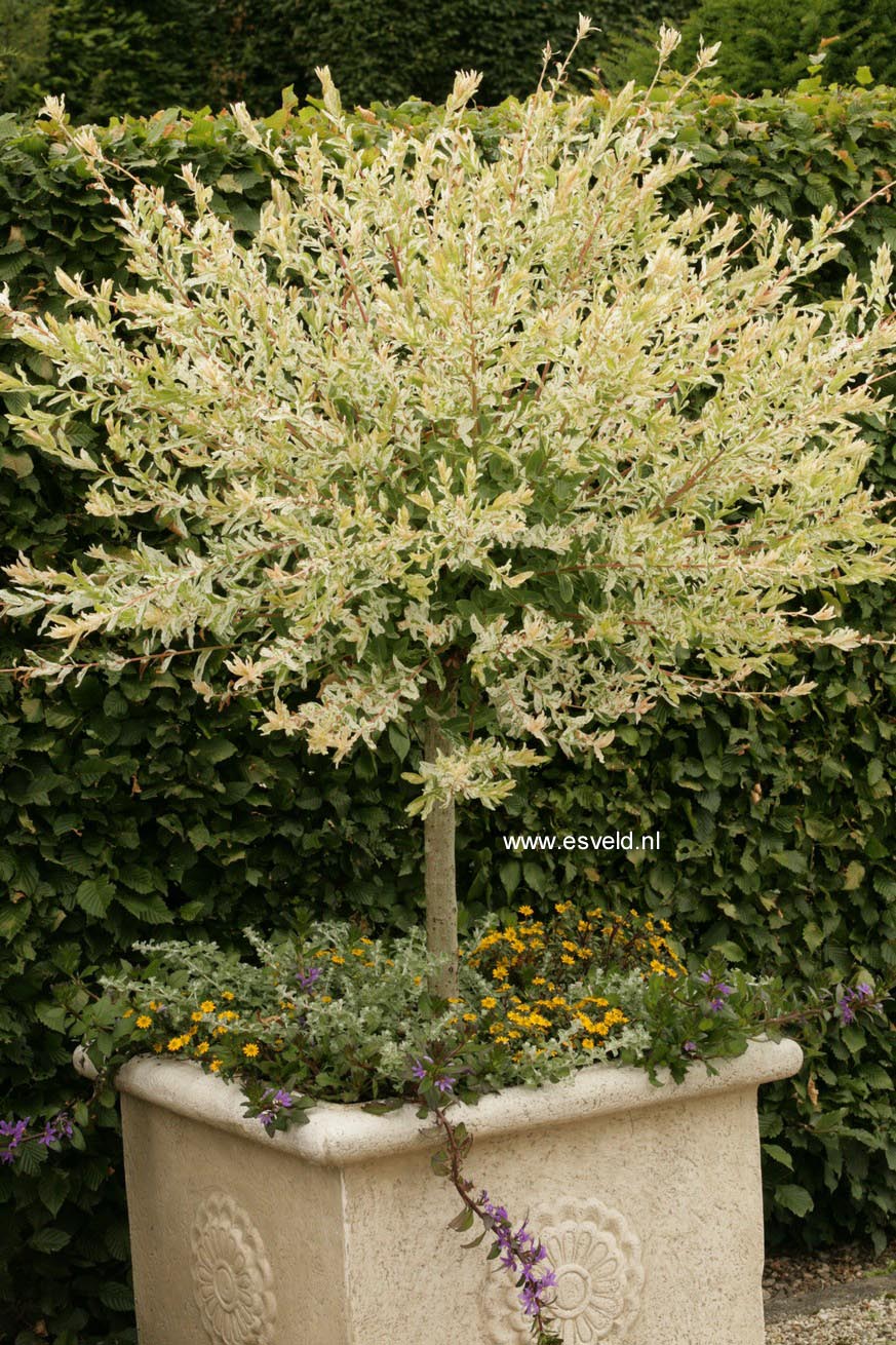 Salix integra 'Hakuro nishiki'