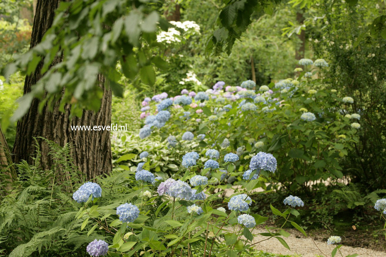 Hydrangea macrophylla 'Nikko Blue'