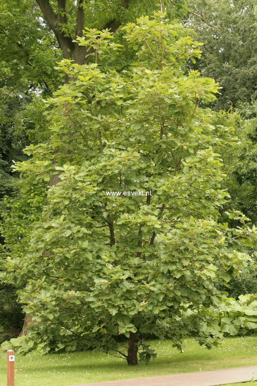 Quercus dentata