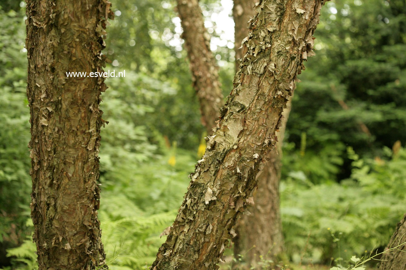 Betula nigra