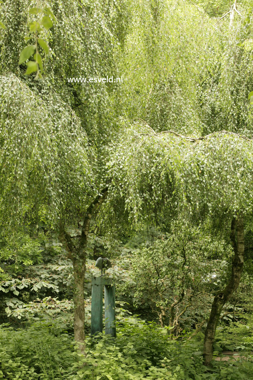 Betula pendula 'Youngii'