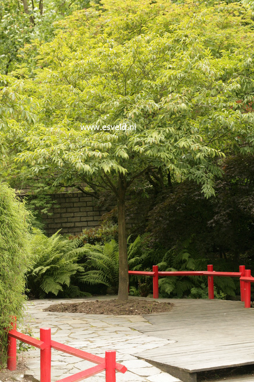 Carpinus japonica