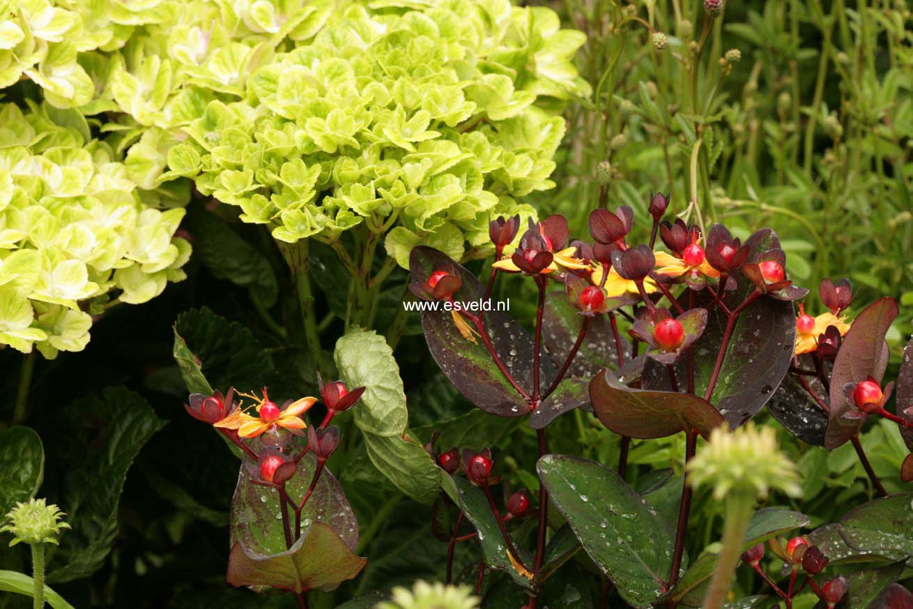 Hypericum inodorum 'Kolmiglow' (MAGICAL MIDNIGHT GLOW)