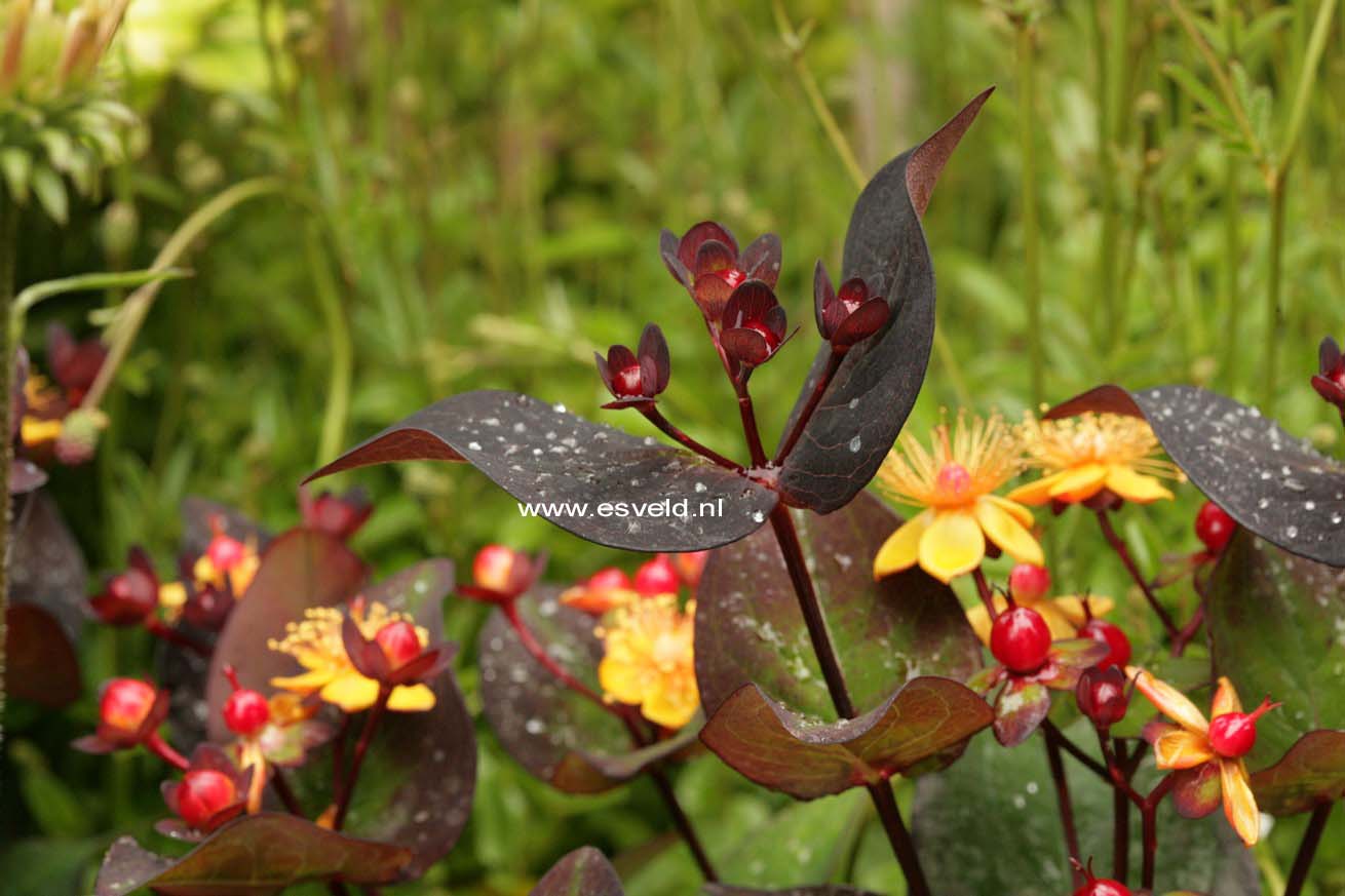 Hypericum inodorum 'Kolmiglow' (MAGICAL MIDNIGHT GLOW)