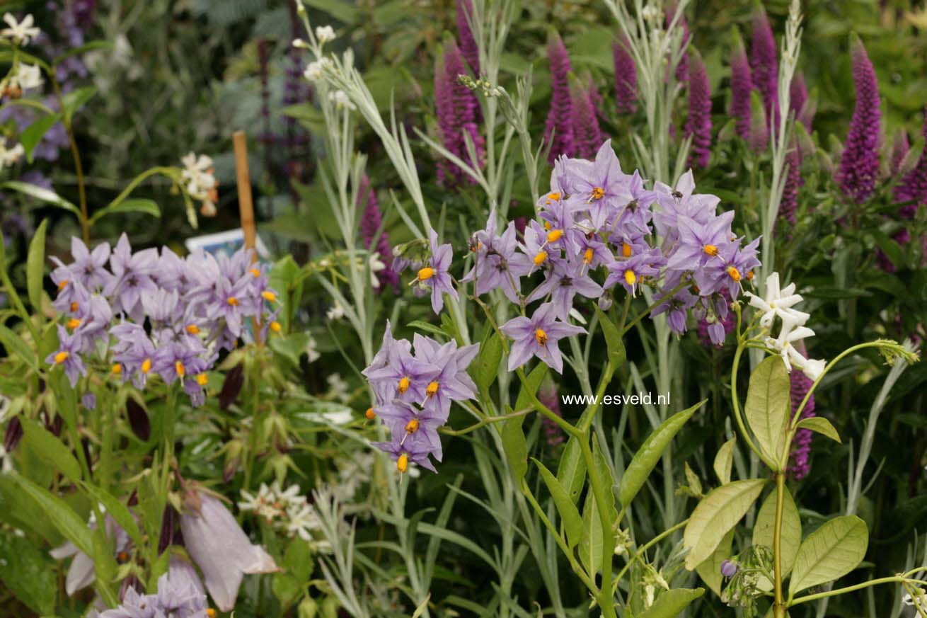 Solanum crispum 'Glasnevin'