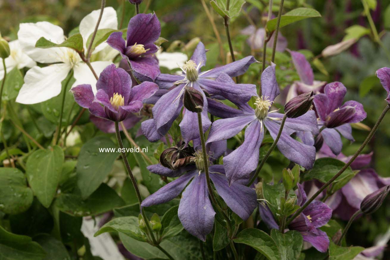 Clematis 'Arabella'