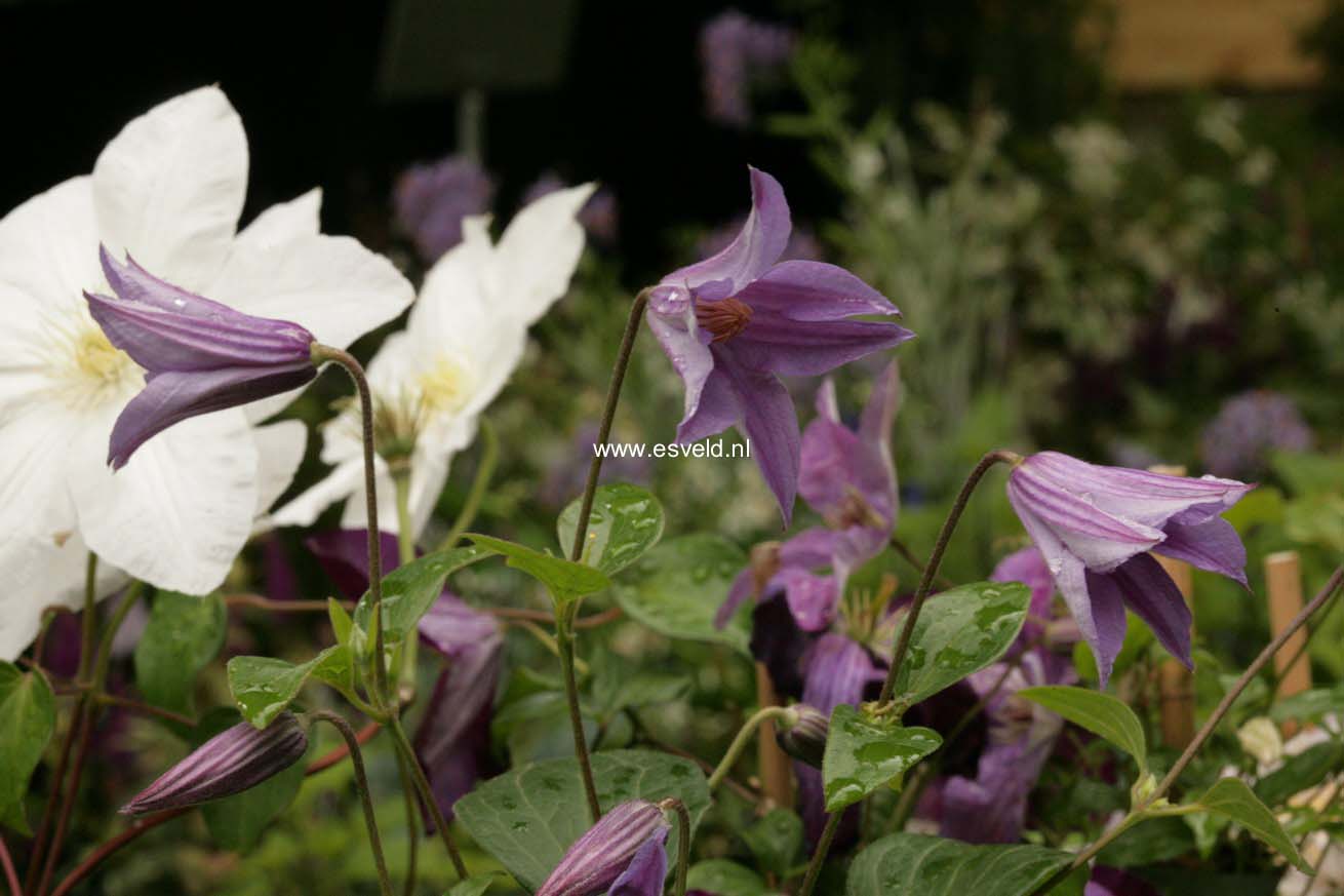 Clematis 'Zoblueriver' (BLUE RIVER)