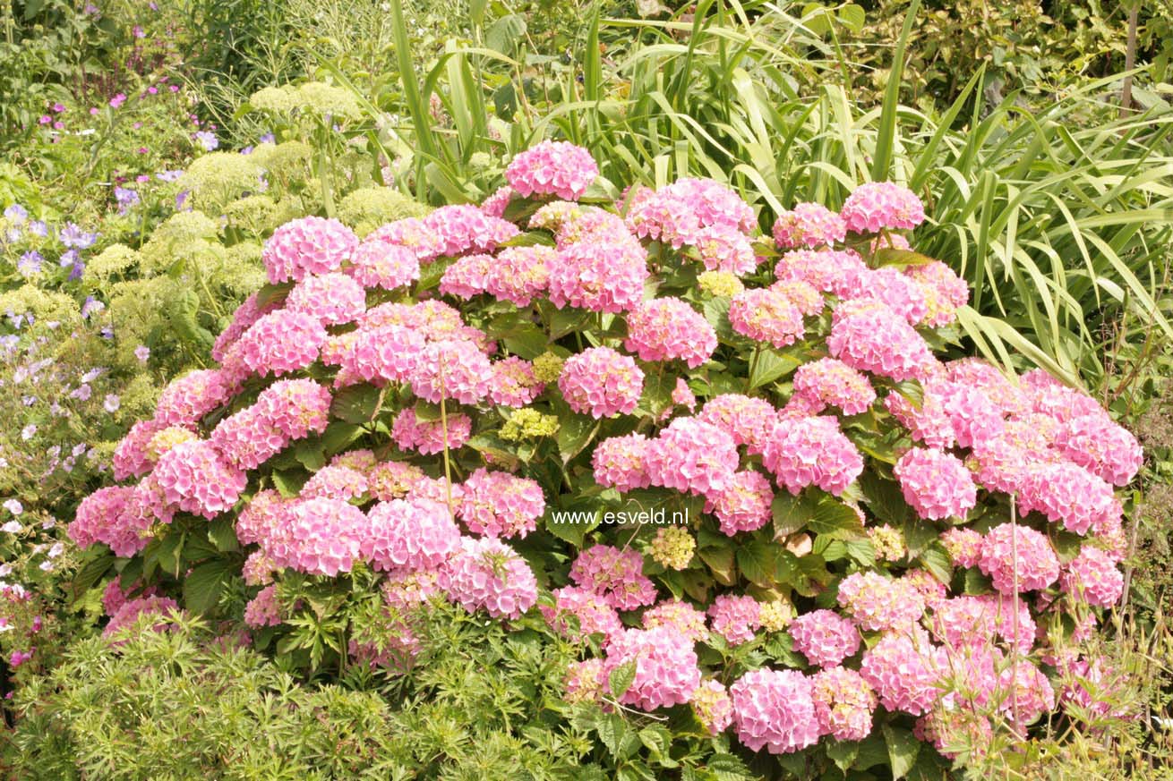 Hydrangea macrophylla 'Gertrud Glahn'