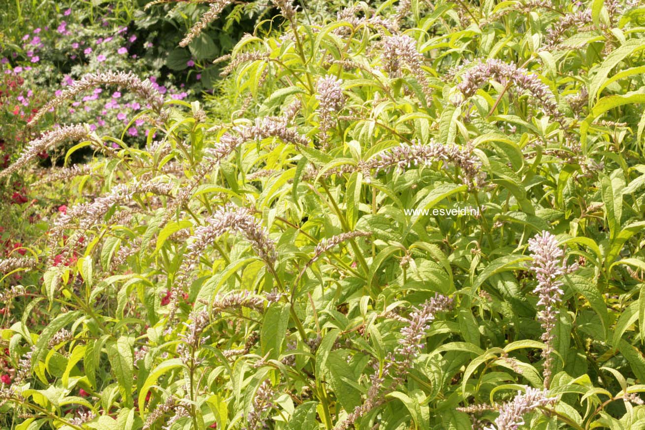 Buddleja japonica