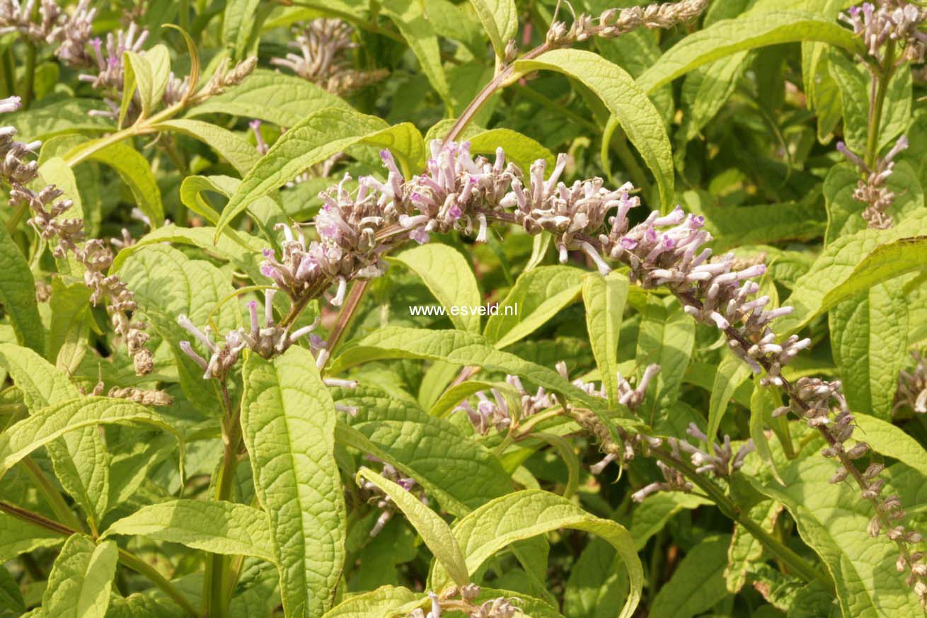 Buddleja japonica