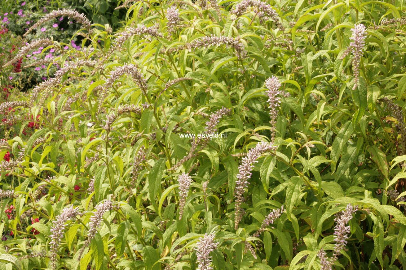 Buddleja japonica