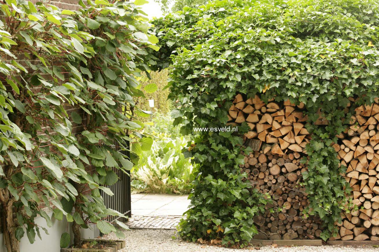 Hedera hibernica