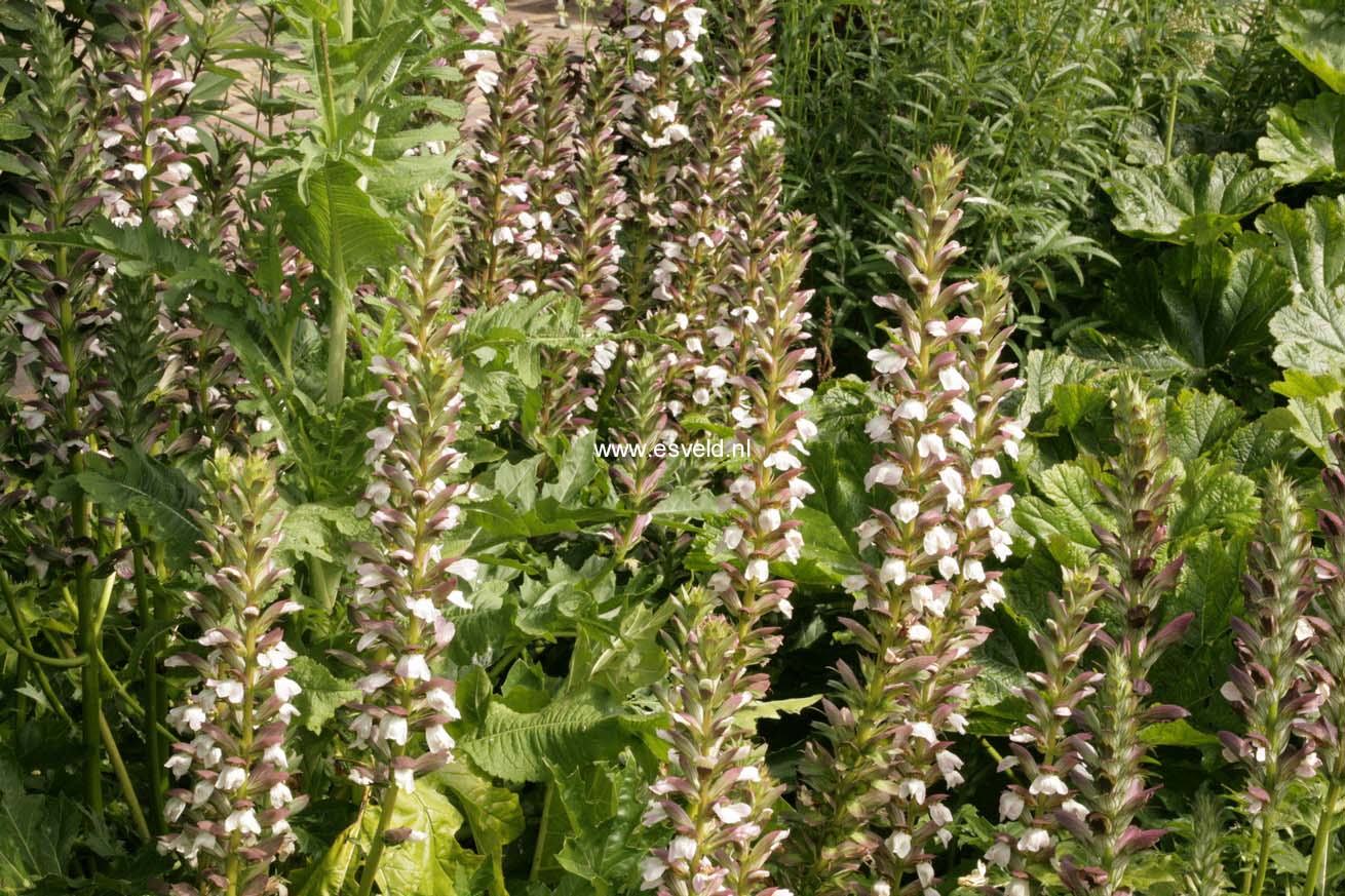 Acanthus mollis 'Rue Ledan'