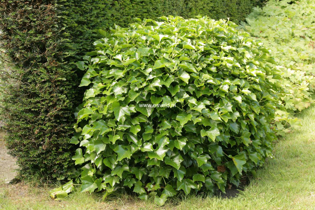 Hedera helix Arborescent Group