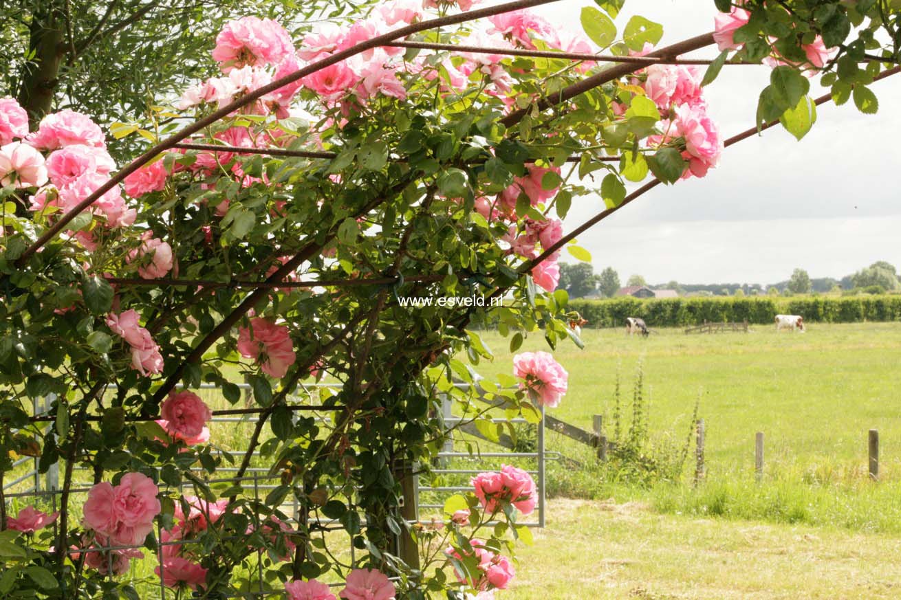 Rosa 'Bantry Bay'