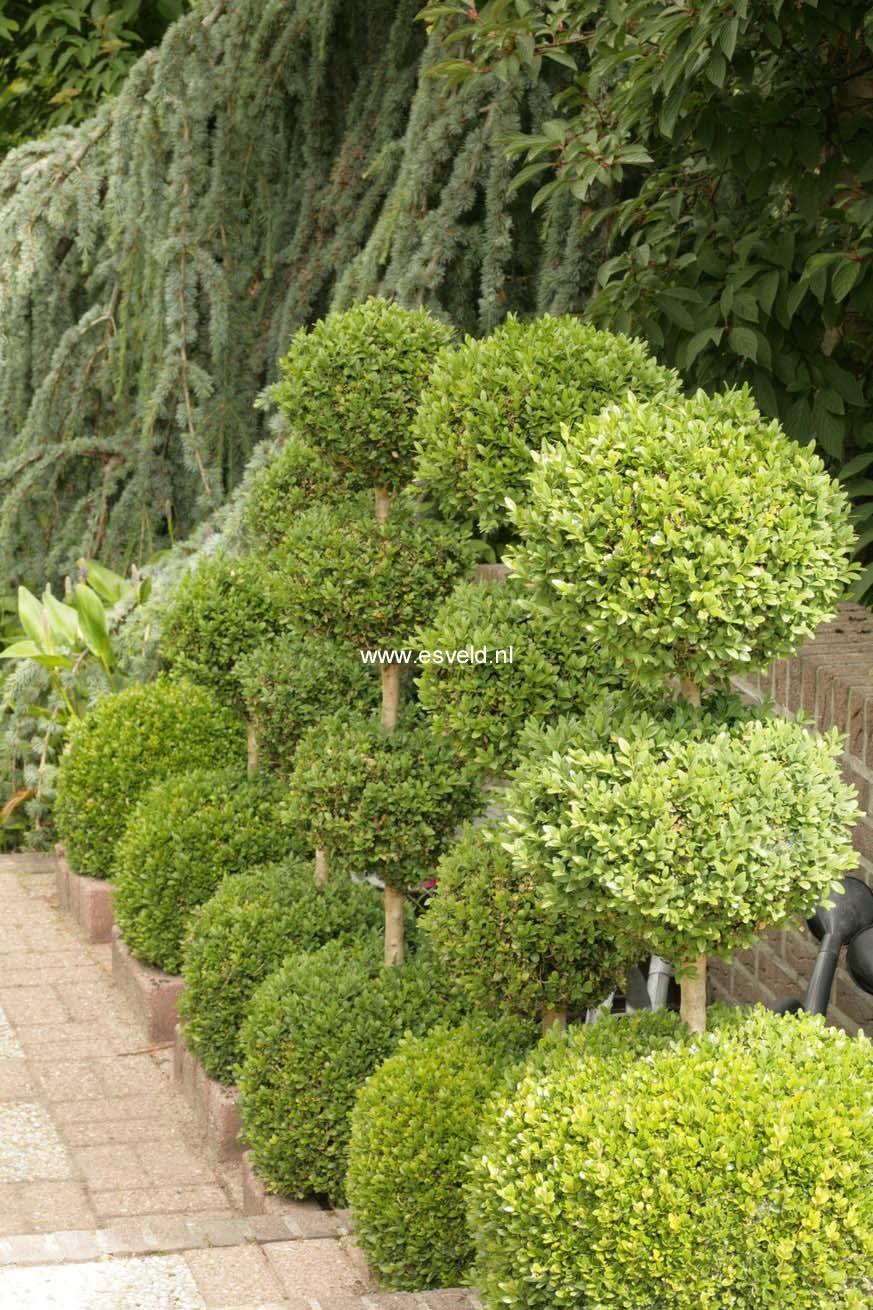 Buxus sempervirens