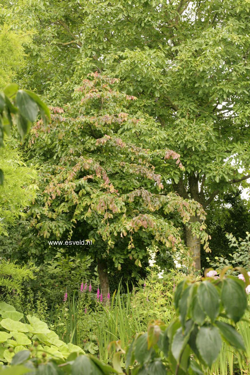 Parrotia persica