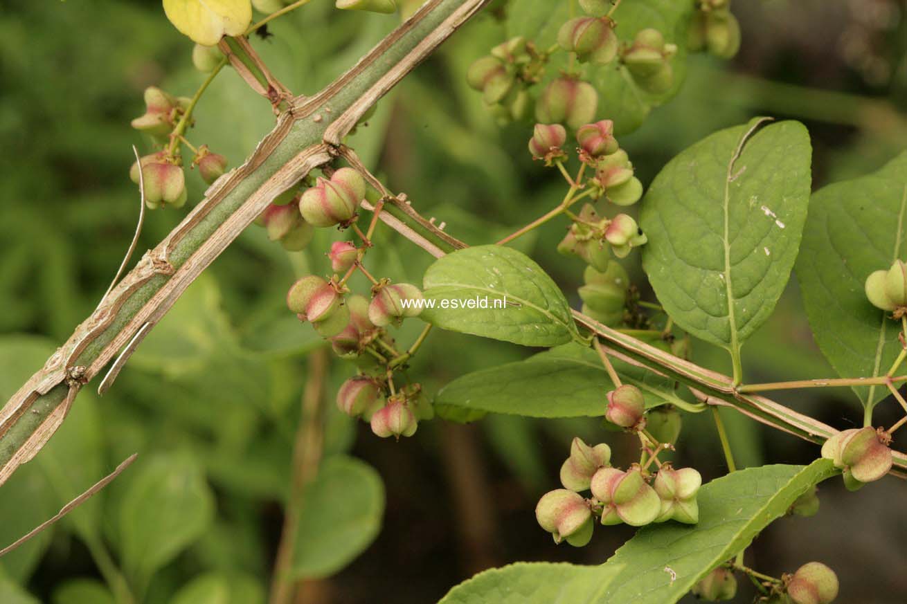 Euonymus phellomanus