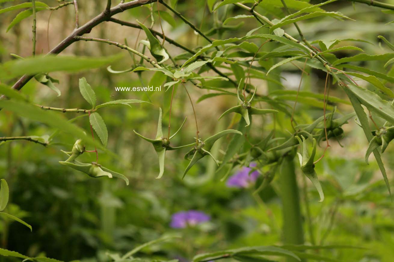 Euonymus cornutus quinquecornutus