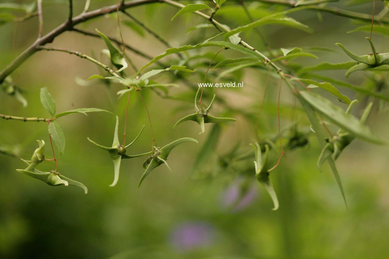 Euonymus cornutus quinquecornutus