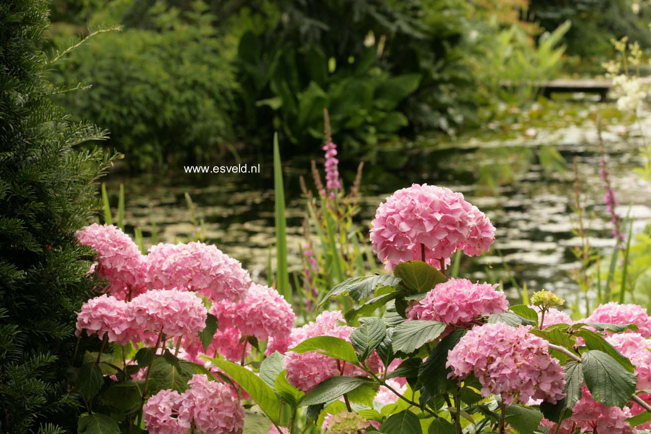 Hydrangea macrophylla 'Otaksa'