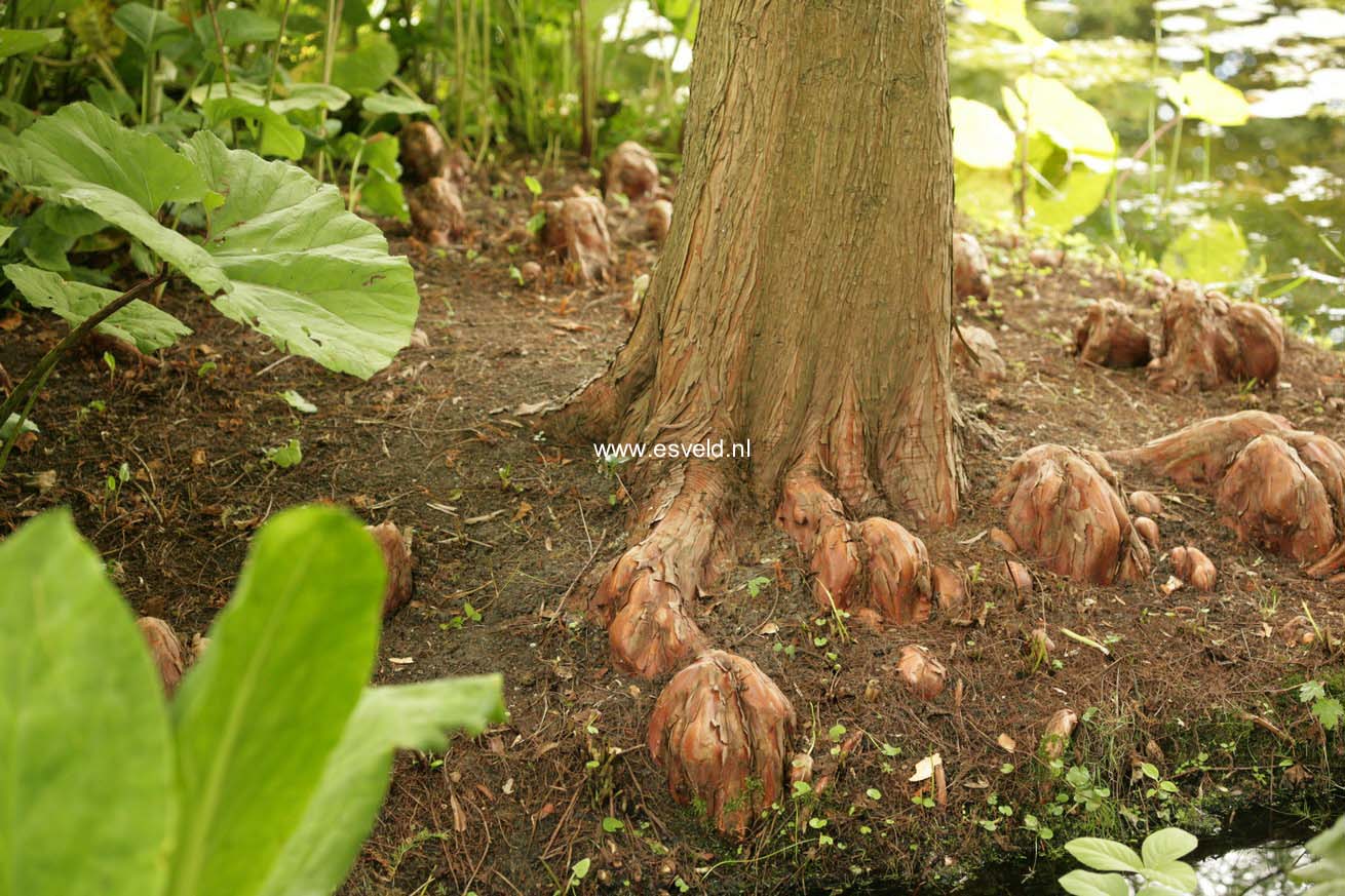 Taxodium distichum