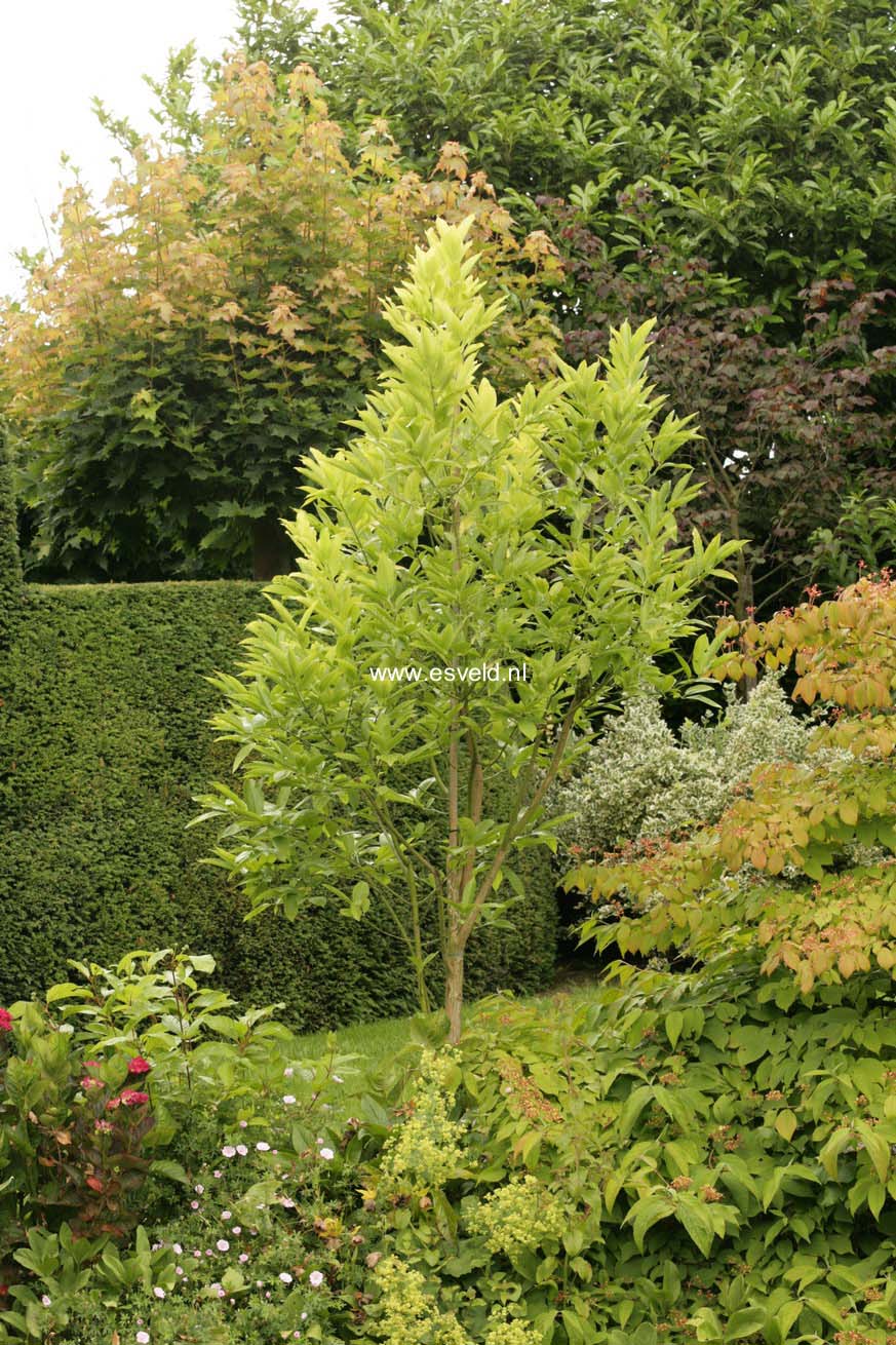 Euonymus hamiltonianus 'Den Haag'