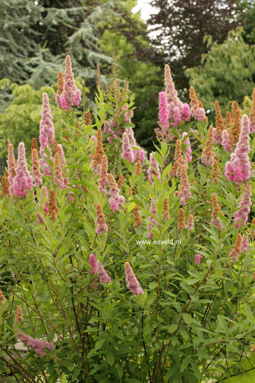 Spiraea billiardii