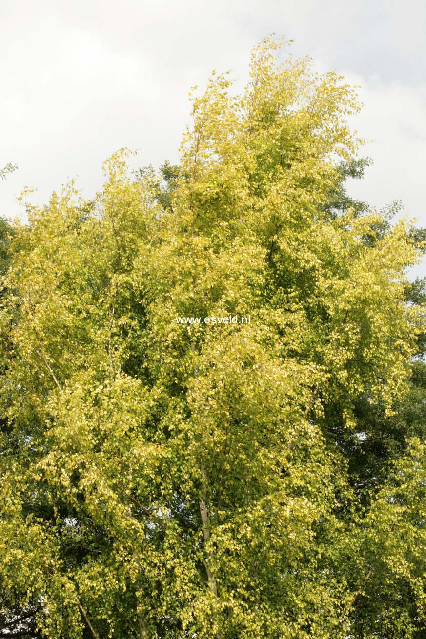 Betula pendula 'Schneverdinger Goldbirke'