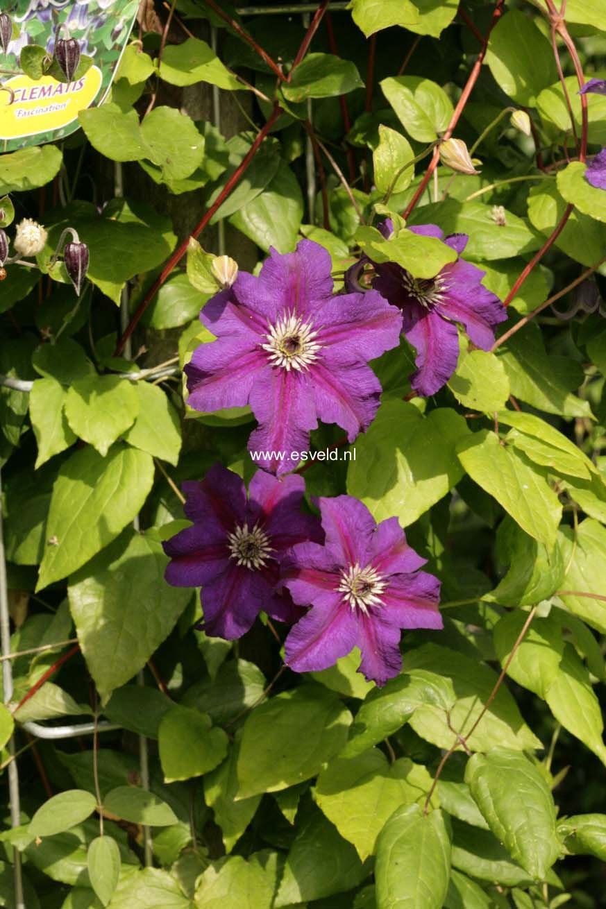 Clematis 'Zohapbi' (HAPPY BIRTHDAY)