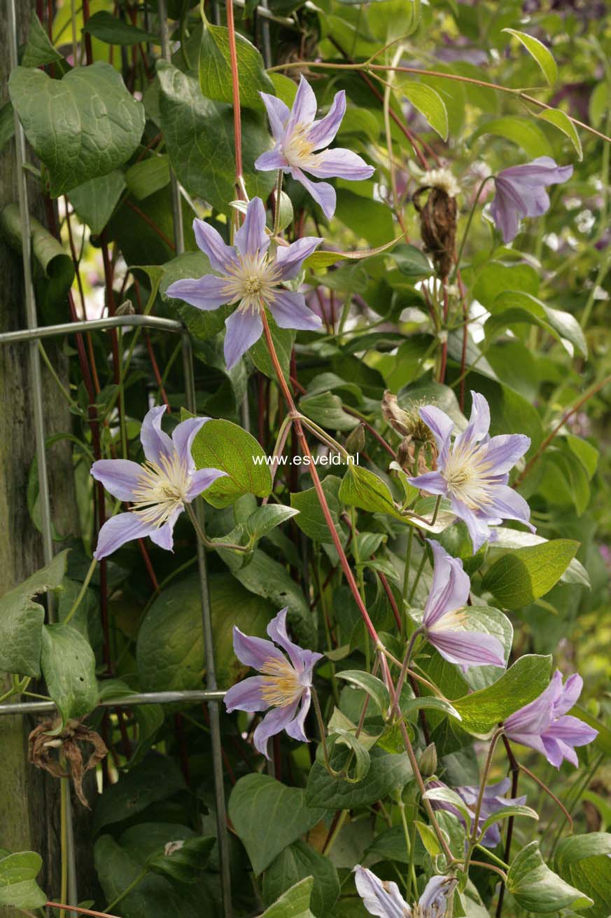 Clematis 'Zoblueriver' (BLUE RIVER)