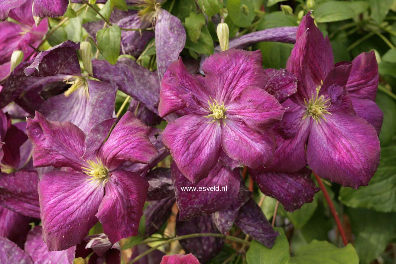 Clematis 'Zojapur' (JACKMANII PURPUREA)