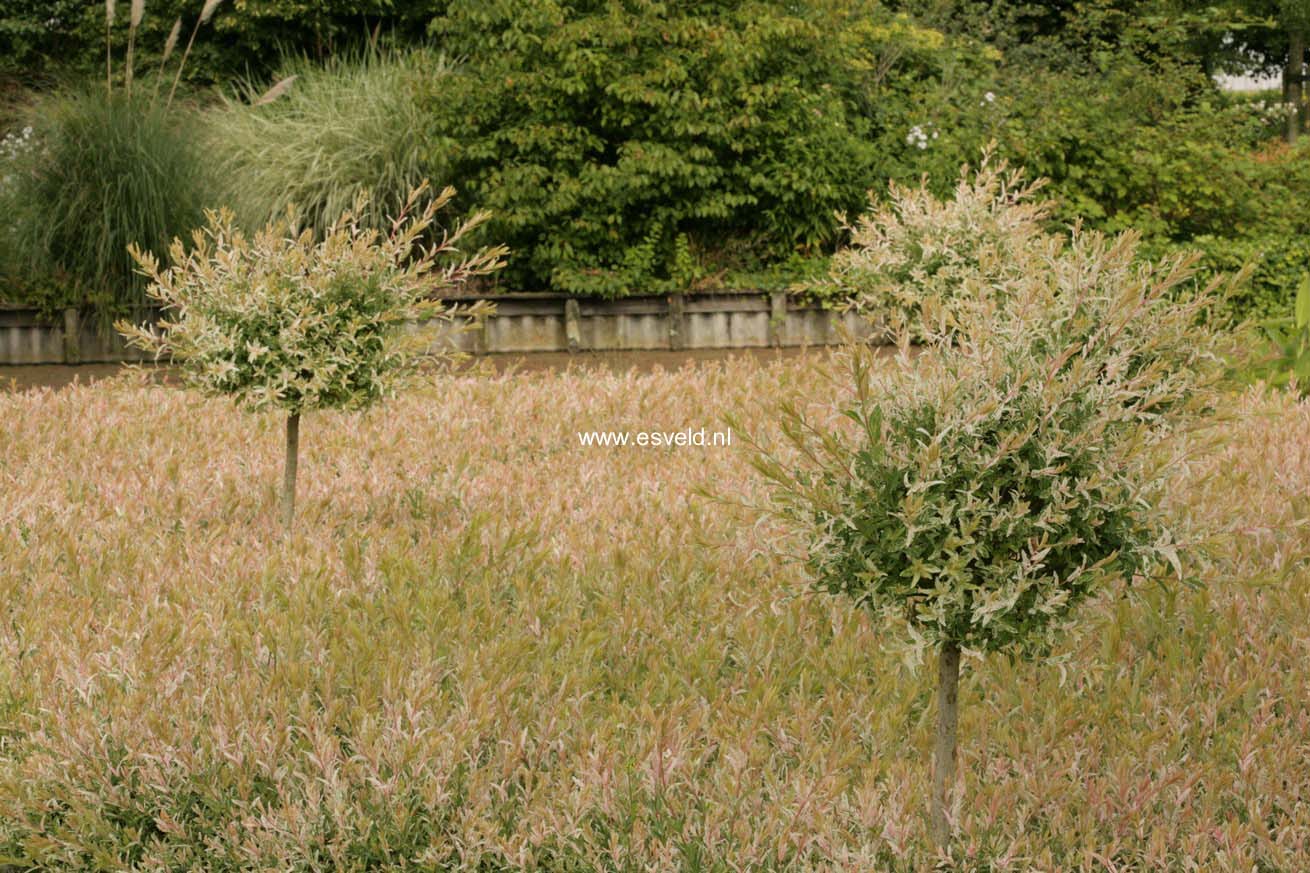 Salix integra 'Hakuro nishiki'