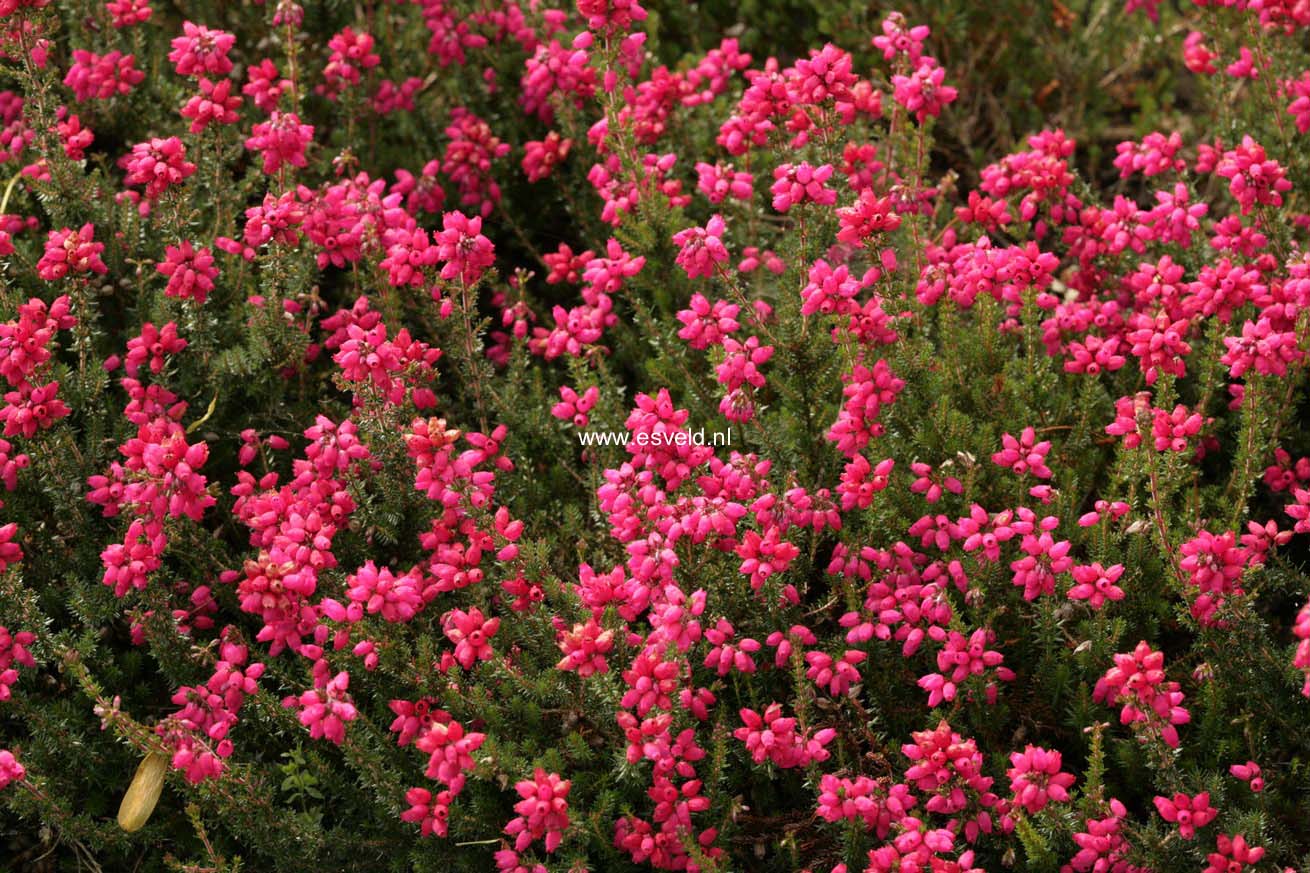 Erica cinerea 'Coccinea'