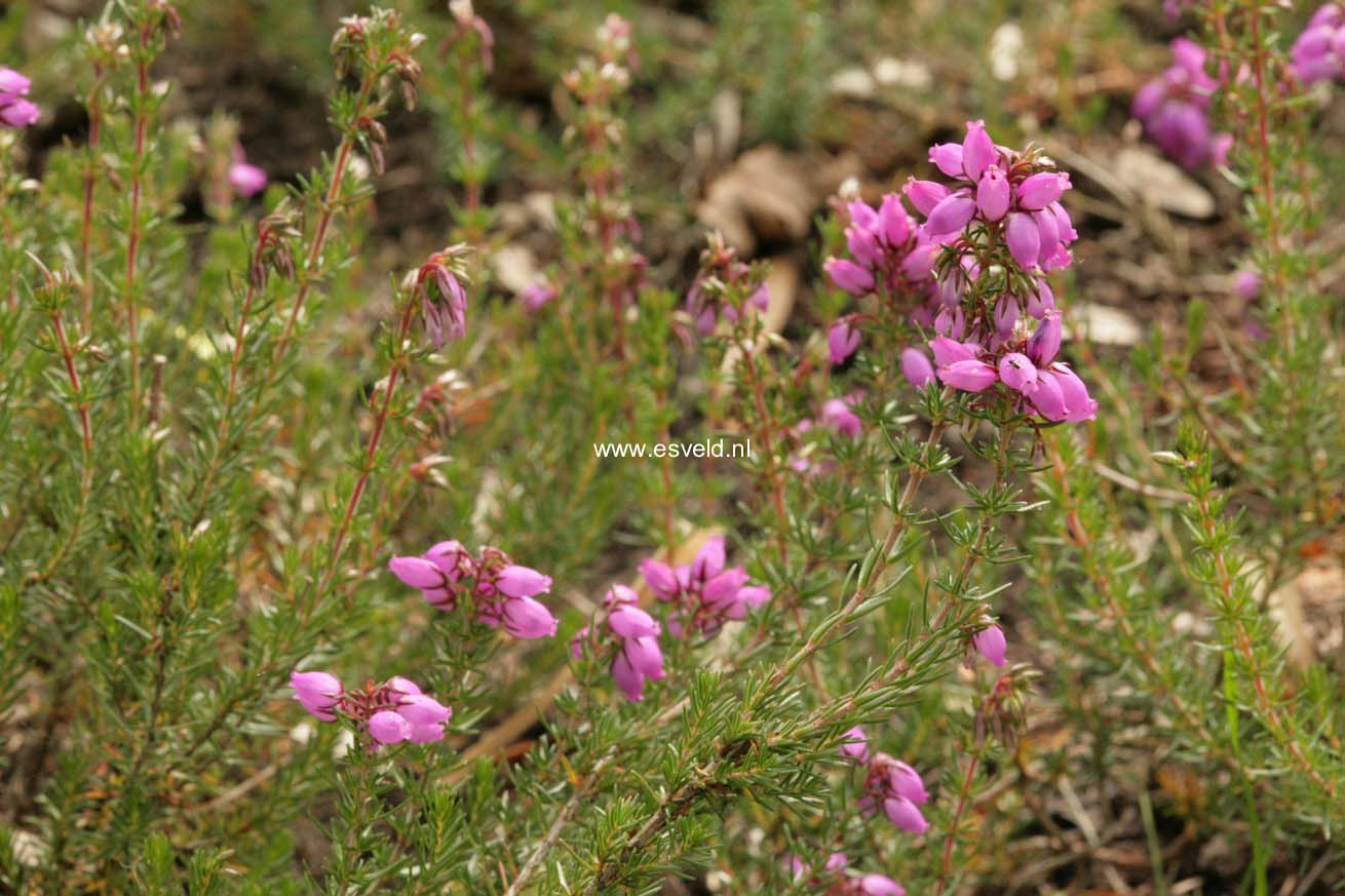 Erica cinerea 'Pallas'