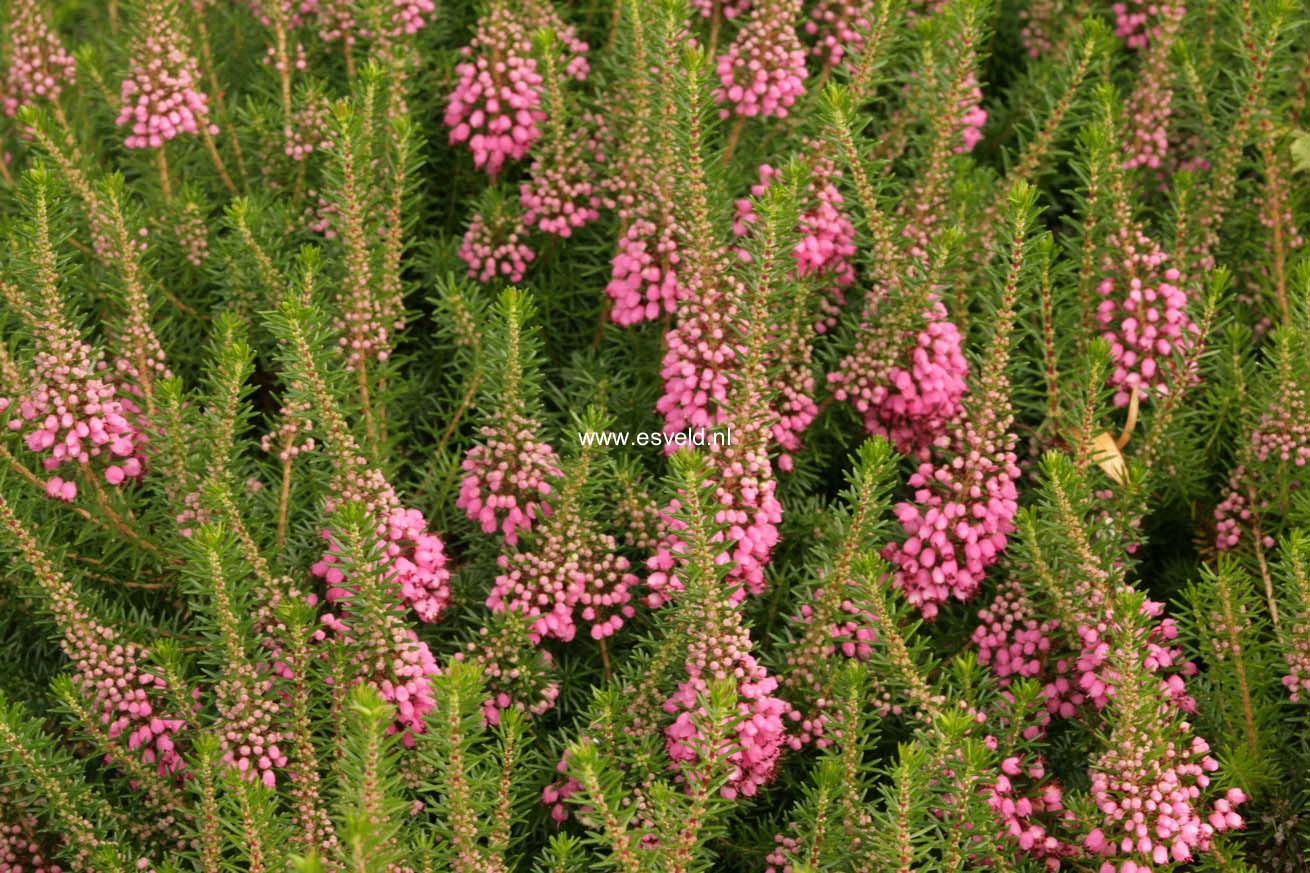 Erica vagans 'Mrs. D.F. Maxwell'