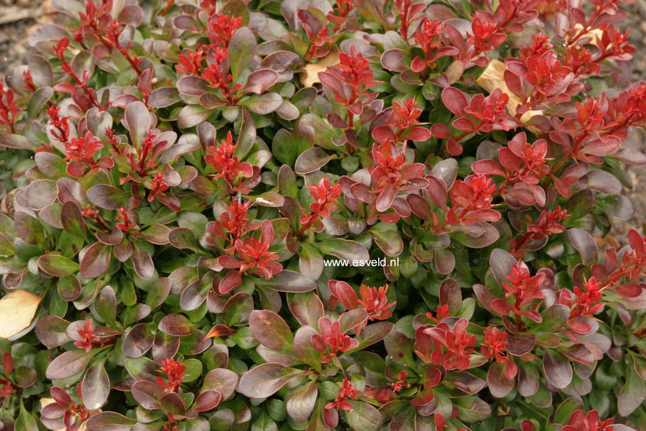 Berberis thunbergii 'Bagatelle'