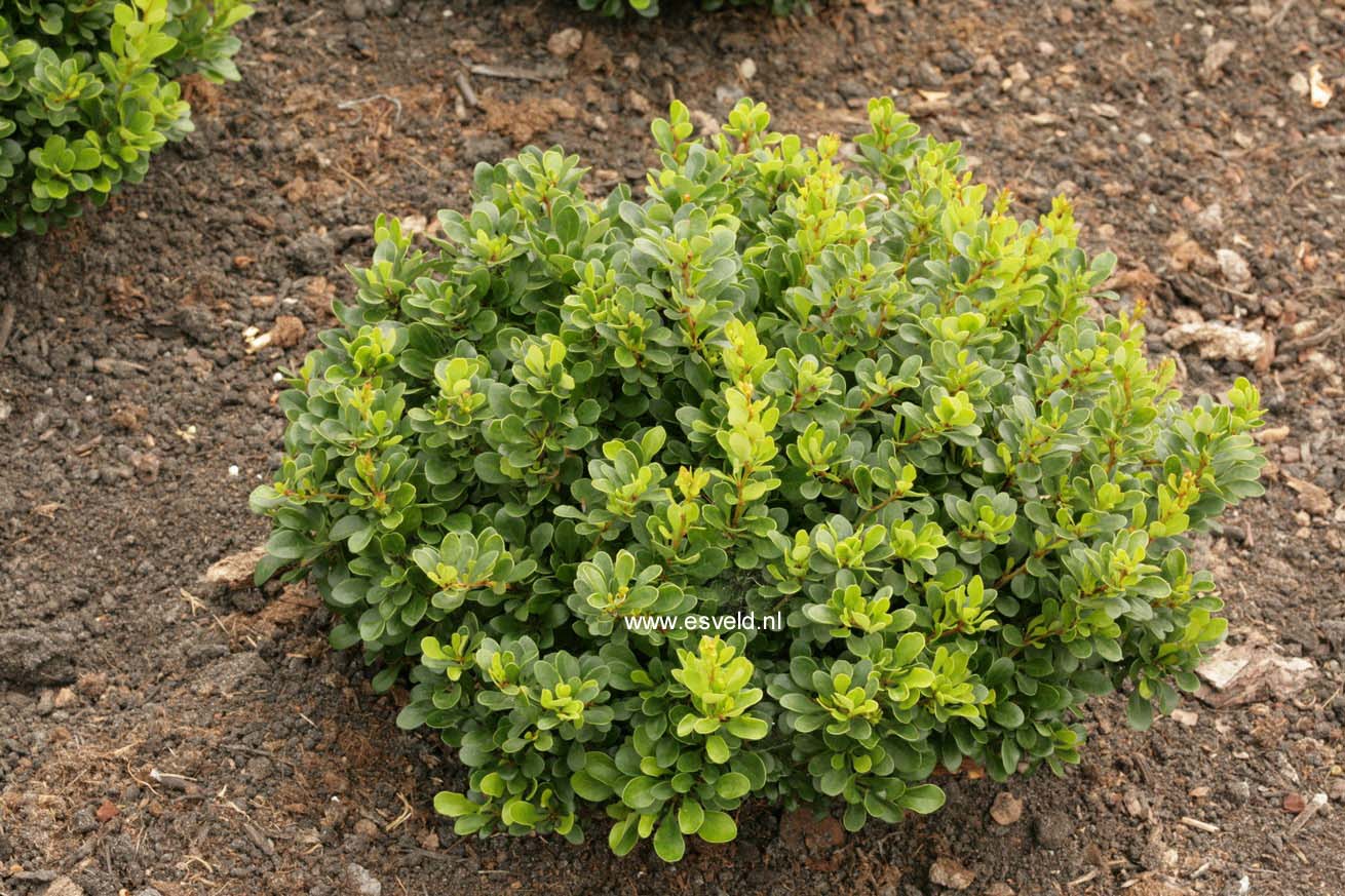 Berberis thunbergii 'Kobold'