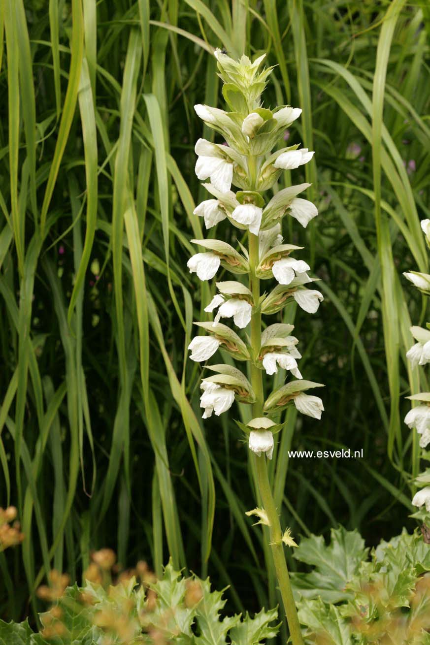 Acanthus mollis 'Rue Ledan'