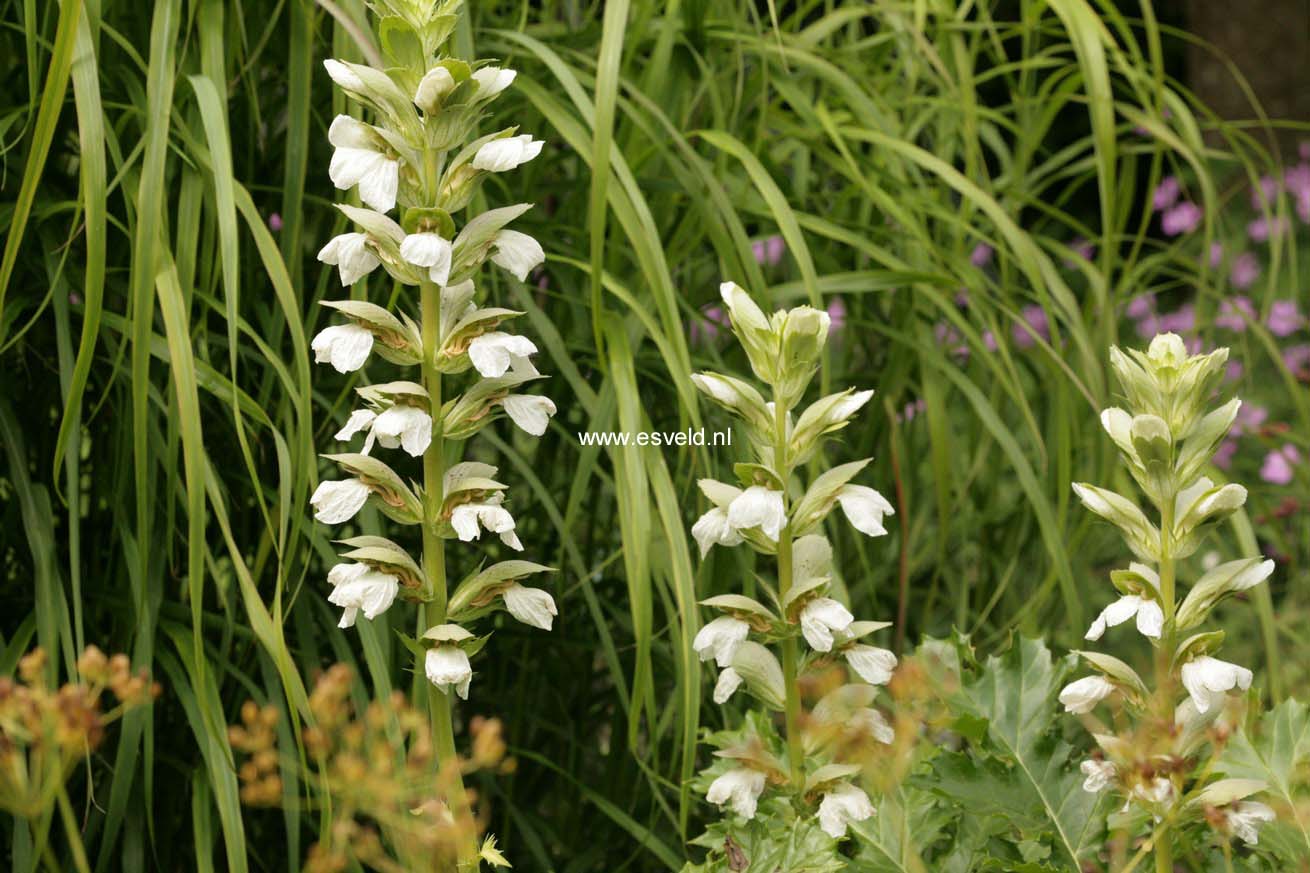 Acanthus mollis 'Rue Ledan'