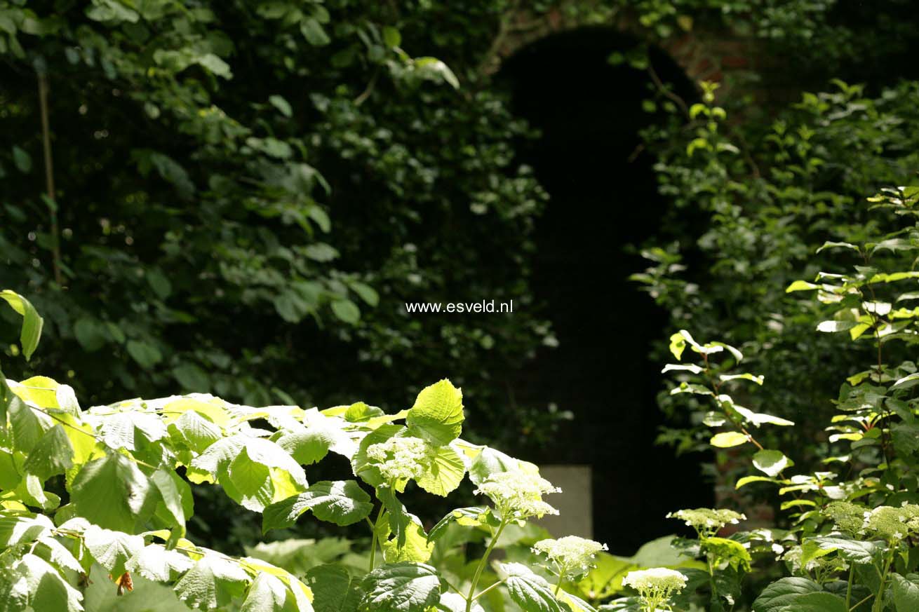 Hydrangea arborescens radiata