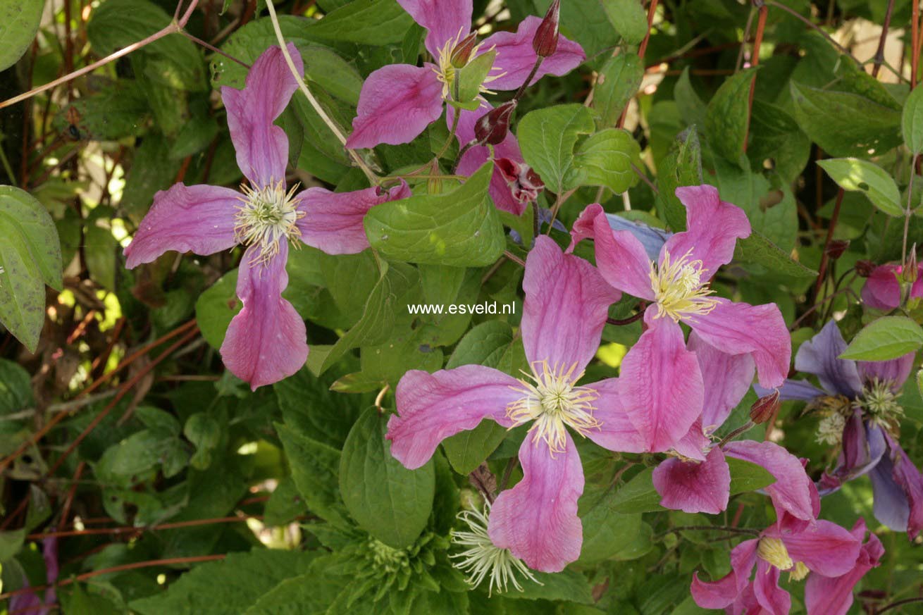 Clematis 'Juuli'