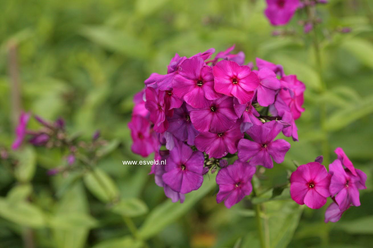 Phlox paniculata 'Duesterlohe'