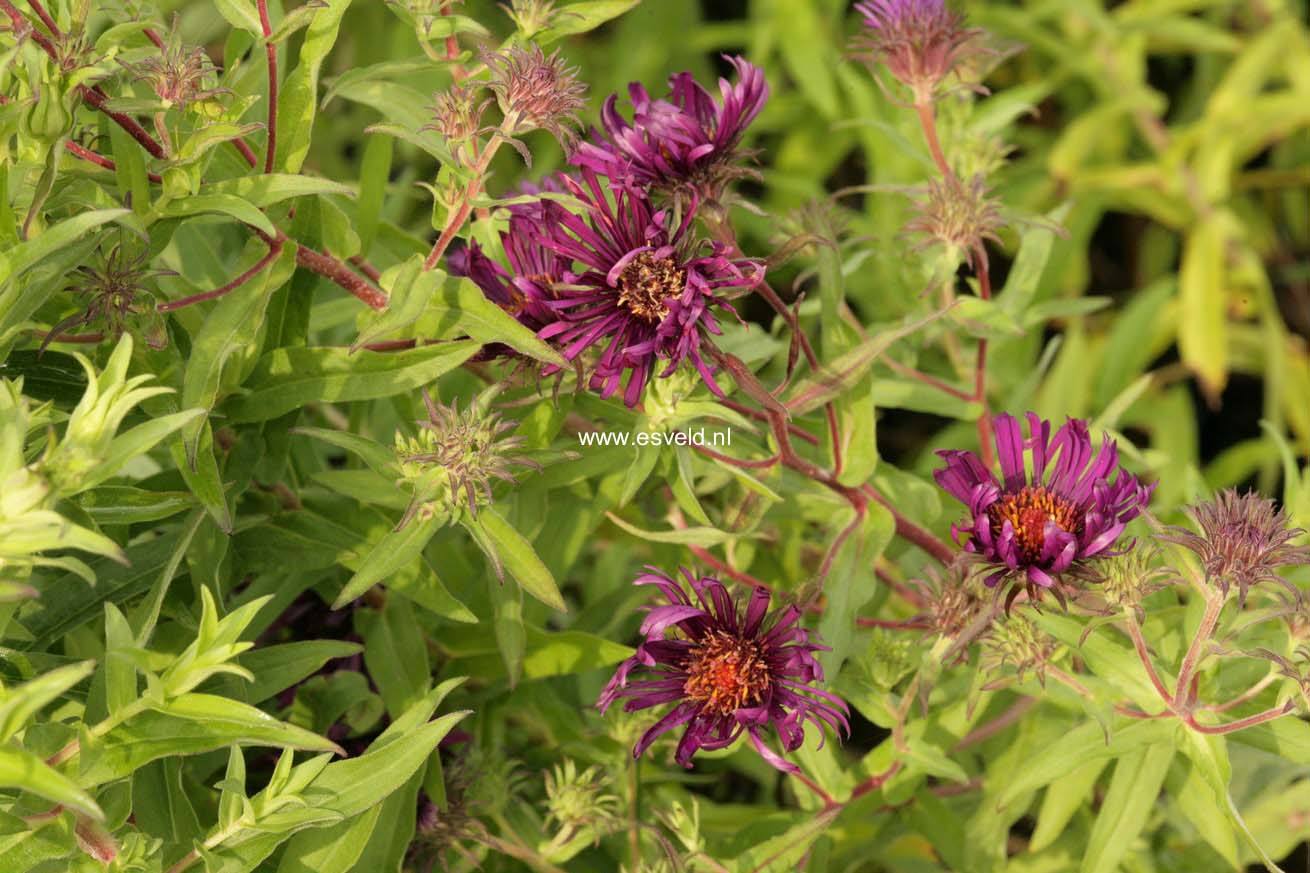 Aster novae-angliae 'Violetta'