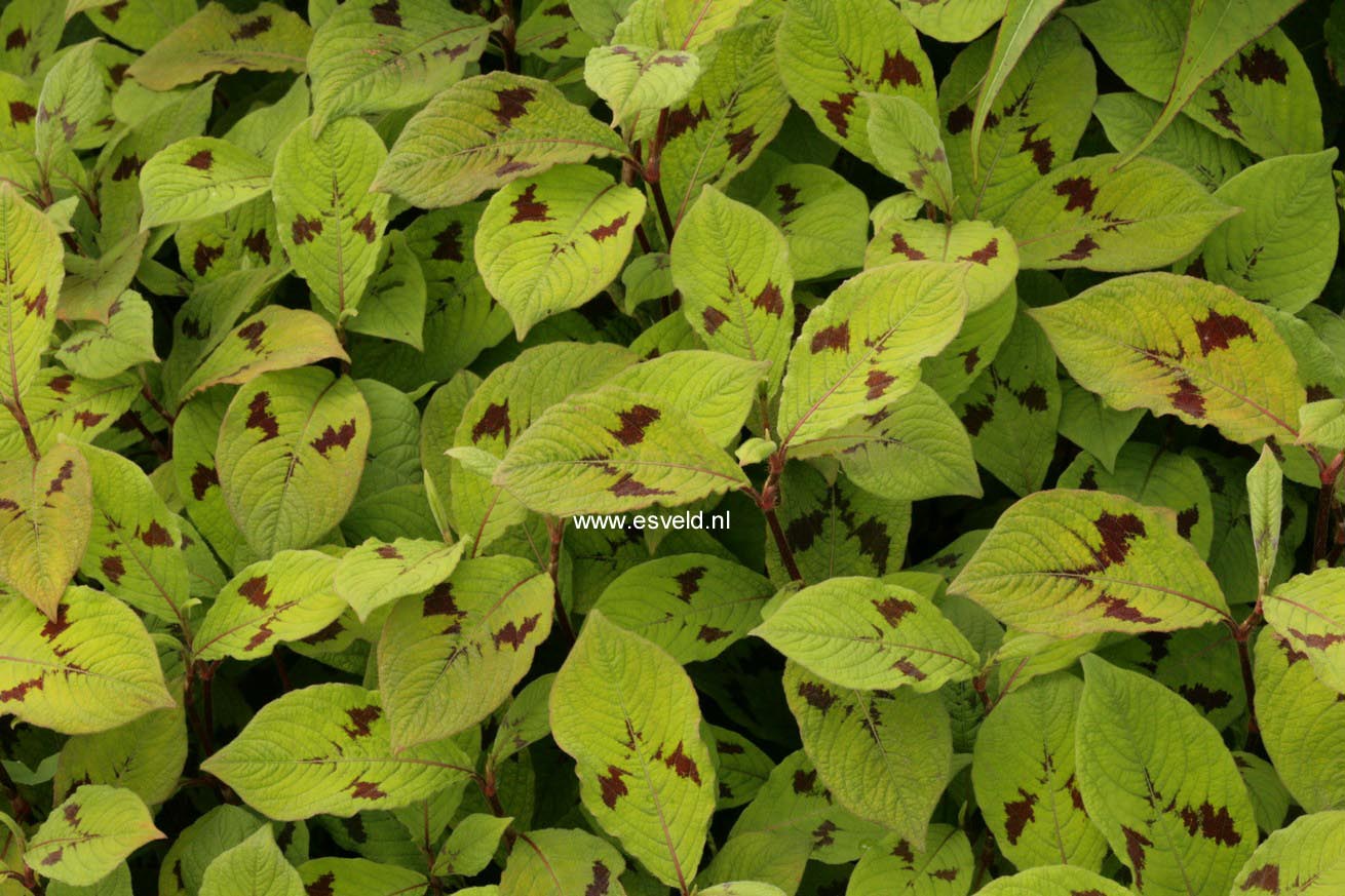 Persicaria virginiana 'Lance Corporal'