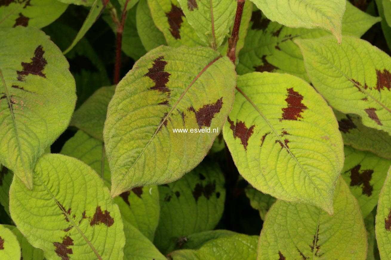 Persicaria virginiana 'Lance Corporal'