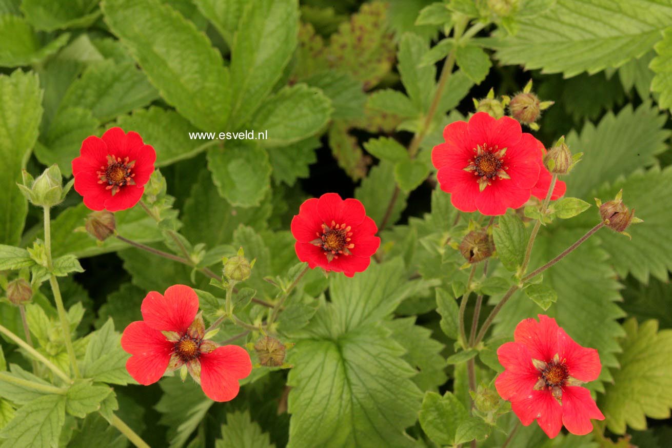 Potentilla 'Gibson's Scarlet'