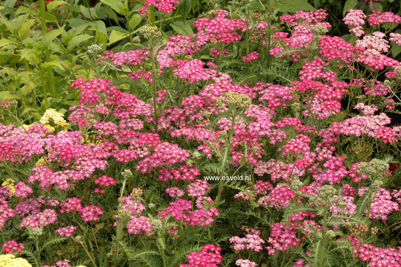 Achillea millefolium 'Excel'